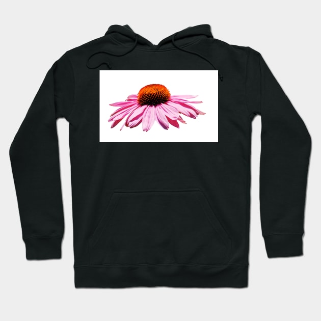 Echinacea Purpurea on White Background Hoodie by jojobob